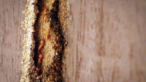 A imagem mostra um close-up de uma infestação de cupins em uma estrutura de madeira. Os insetos de coloração marrom-clara estão agrupados em um túnel cavado no interior da madeira, evidenciando danos causados por sua atividade. O material ao redor está visivelmente corroído, com sinais de desgaste e acúmulo de resíduos típicos da presença desses insetos. A cena alerta para a necessidade de inspeção e controle de pragas para evitar danos estruturais sérios em móveis e edificações.