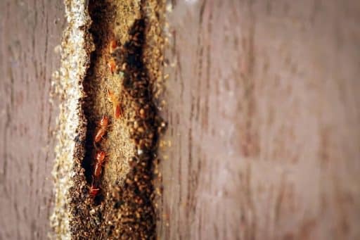 A imagem mostra um close-up de uma infestação de cupins em uma estrutura de madeira. Os insetos de coloração marrom-clara estão agrupados em um túnel cavado no interior da madeira, evidenciando danos causados por sua atividade. O material ao redor está visivelmente corroído, com sinais de desgaste e acúmulo de resíduos típicos da presença desses insetos. A cena alerta para a necessidade de inspeção e controle de pragas para evitar danos estruturais sérios em móveis e edificações.