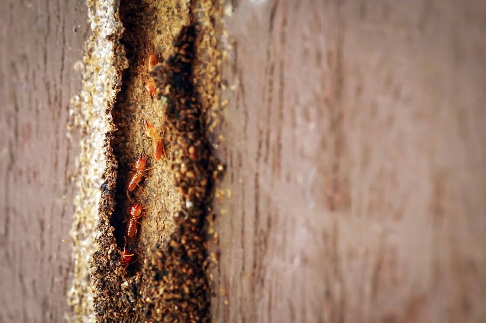 A imagem mostra um close-up de uma infestação de cupins em uma estrutura de madeira. Os insetos de coloração marrom-clara estão agrupados em um túnel cavado no interior da madeira, evidenciando danos causados por sua atividade. O material ao redor está visivelmente corroído, com sinais de desgaste e acúmulo de resíduos típicos da presença desses insetos. A cena alerta para a necessidade de inspeção e controle de pragas para evitar danos estruturais sérios em móveis e edificações.