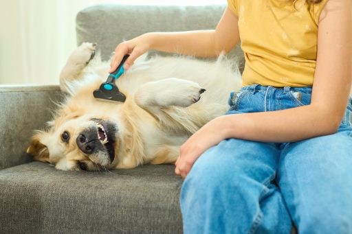 Pessoa escovando cachorro deitado de barriga para cima no sofá.