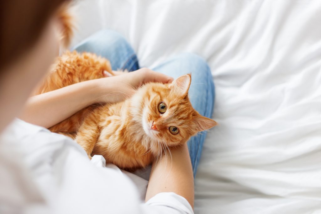 Pessoa segurando gato laranja no colo sobre cama branca.