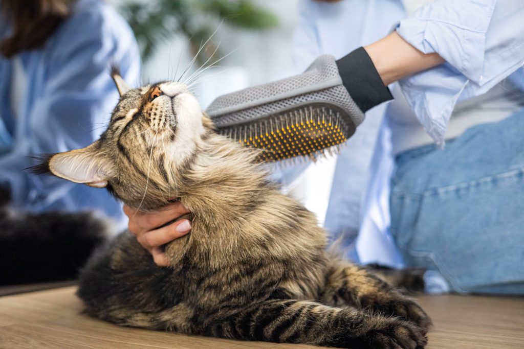 Pessoa escovando gato de pelos longos com luva de borracha.